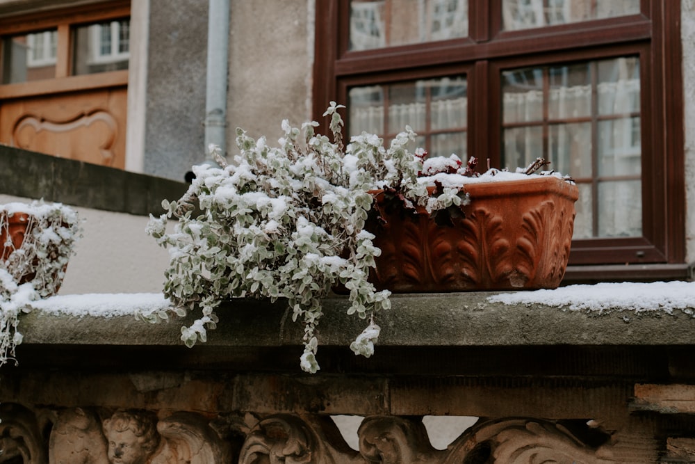 a potted plant sitting on a ledge covered in snow