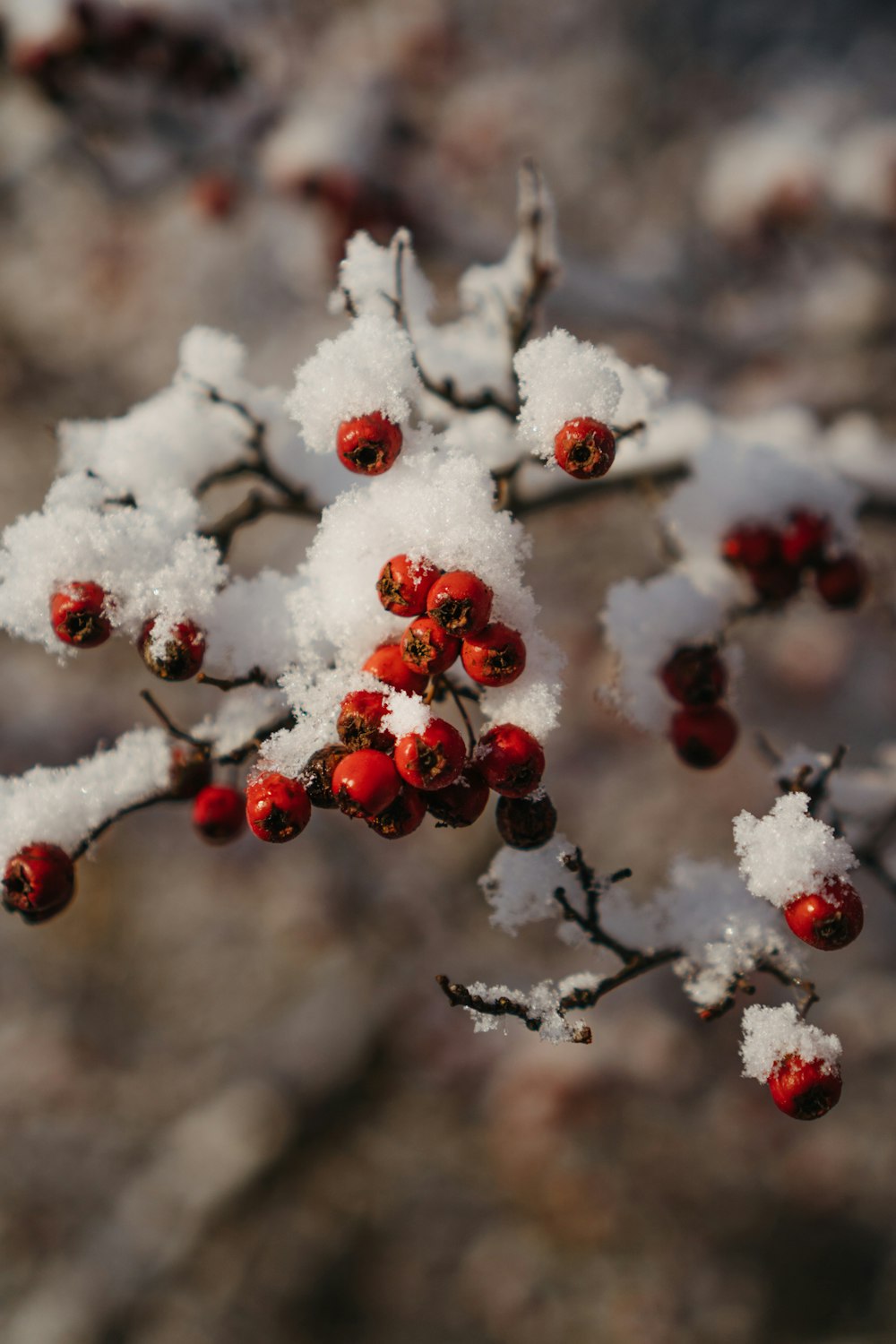 a branch with red berries covered in snow