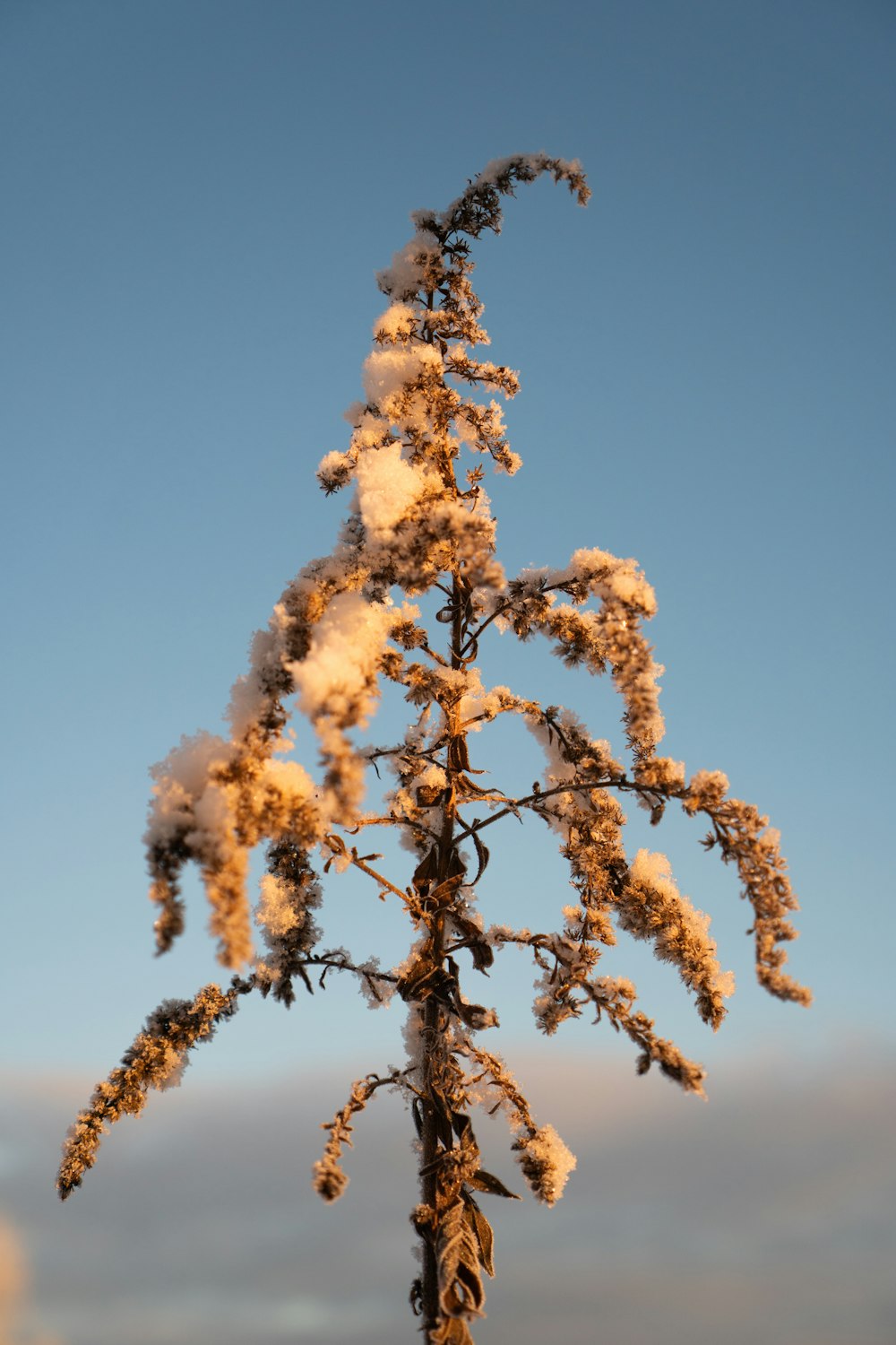 a snow covered tree branch against a blue sky