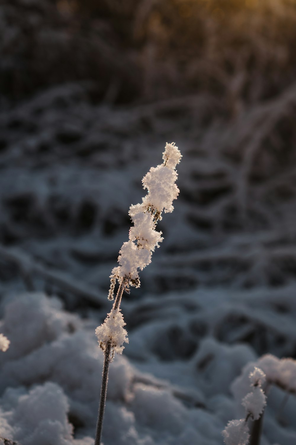 a plant covered in snow next to a body of water