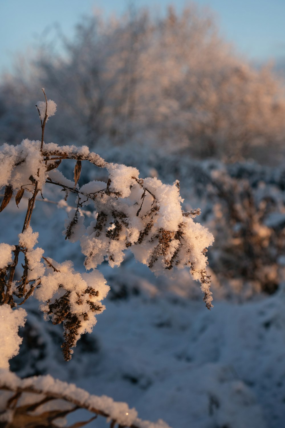 a branch with snow on it in a field