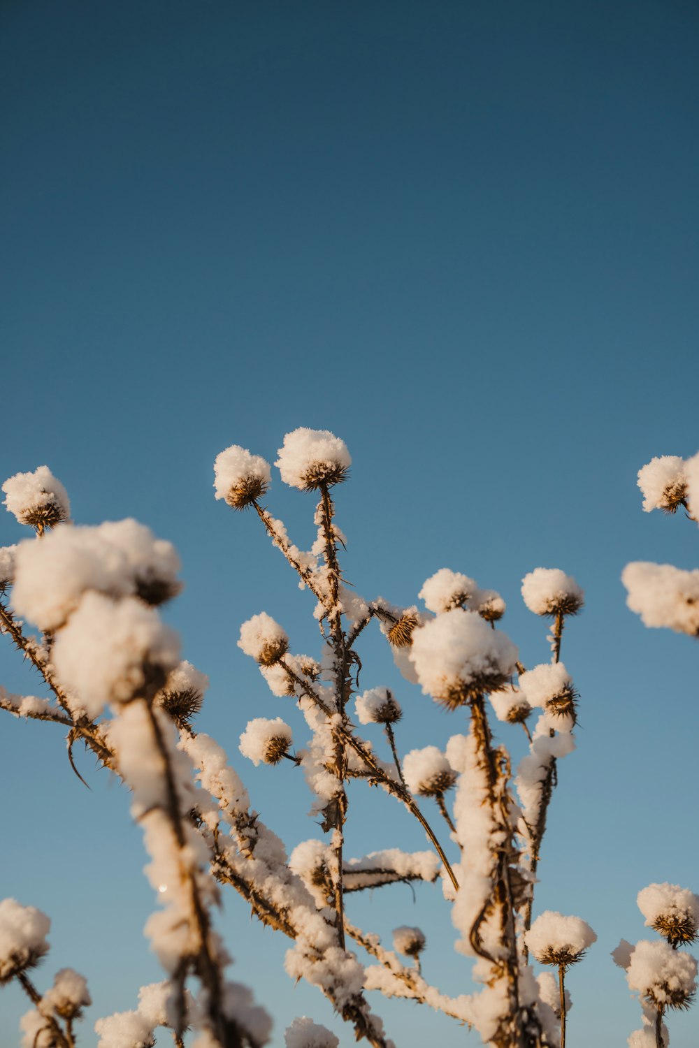 a snow covered tree branch against a blue sky