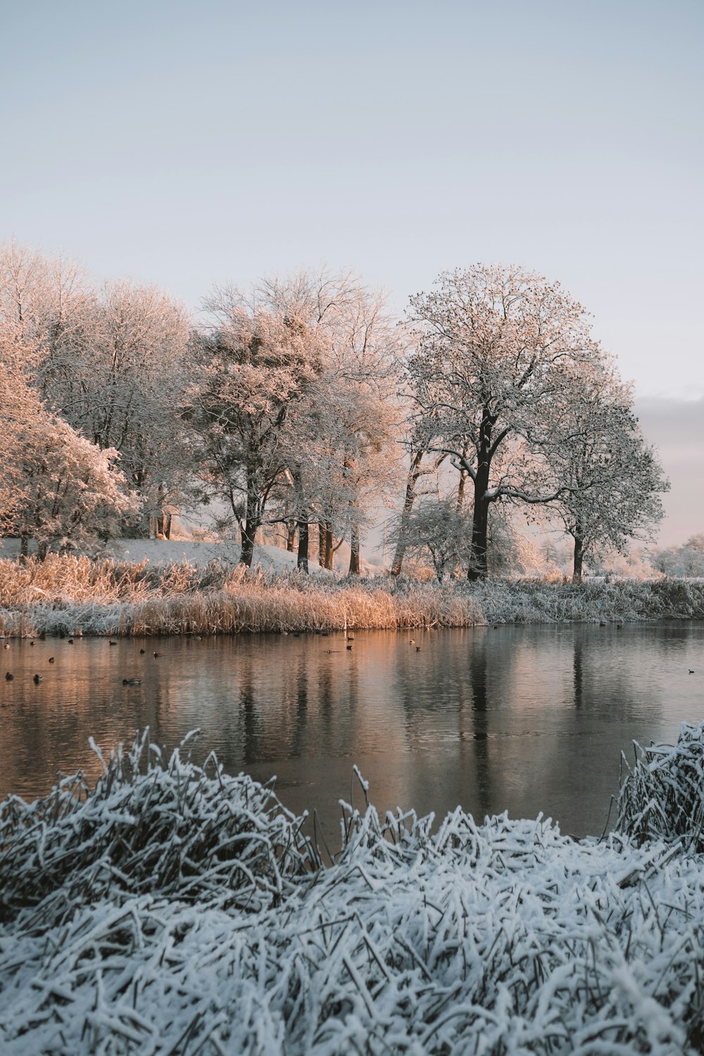 a body of water surrounded by trees covered in snow