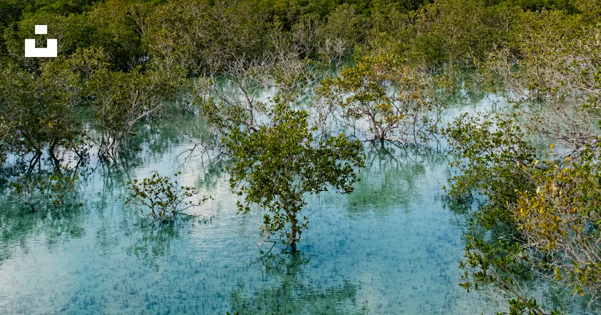 Un Grand Plan D eau Entour D arbres Photo Photo Jubail Mangrove Park un-grand-plan-d-eau-entour-d-arbres-photo-photo-jubail-mangrove-park