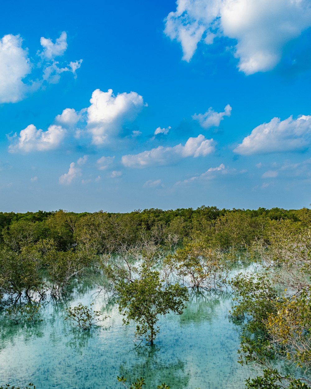 a large body of water surrounded by trees