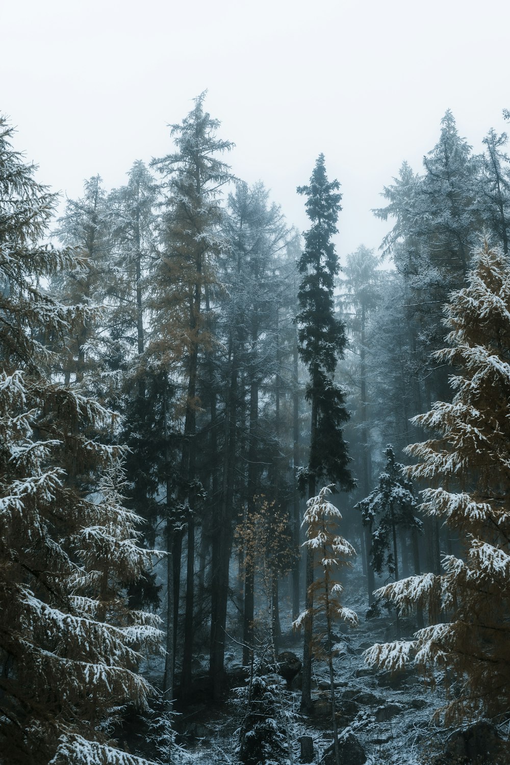 雪に覆われた背の高い木々がたくさん生い茂る森