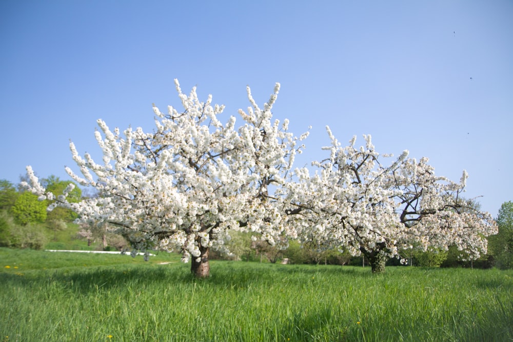 a tree with white flowers in a grassy field