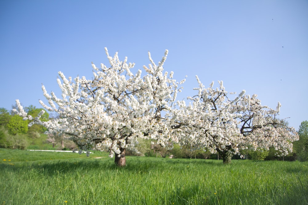 un árbol con flores blancas en un campo cubierto de hierba