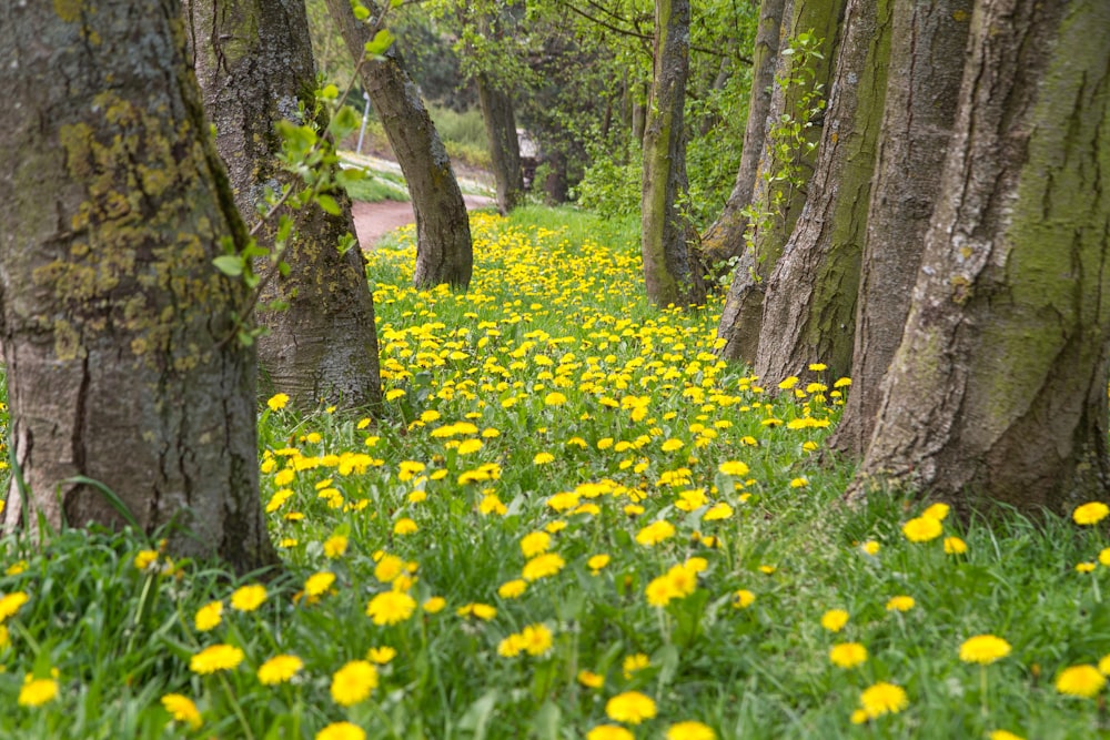 a field of yellow flowers in the middle of a forest