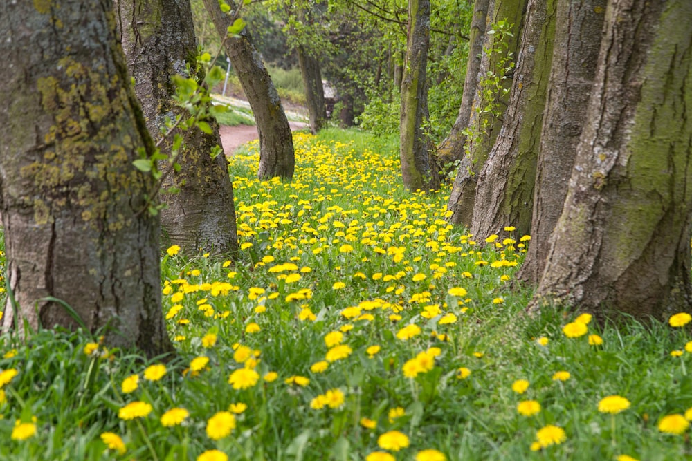 un champ de fleurs jaunes au milieu d’une forêt