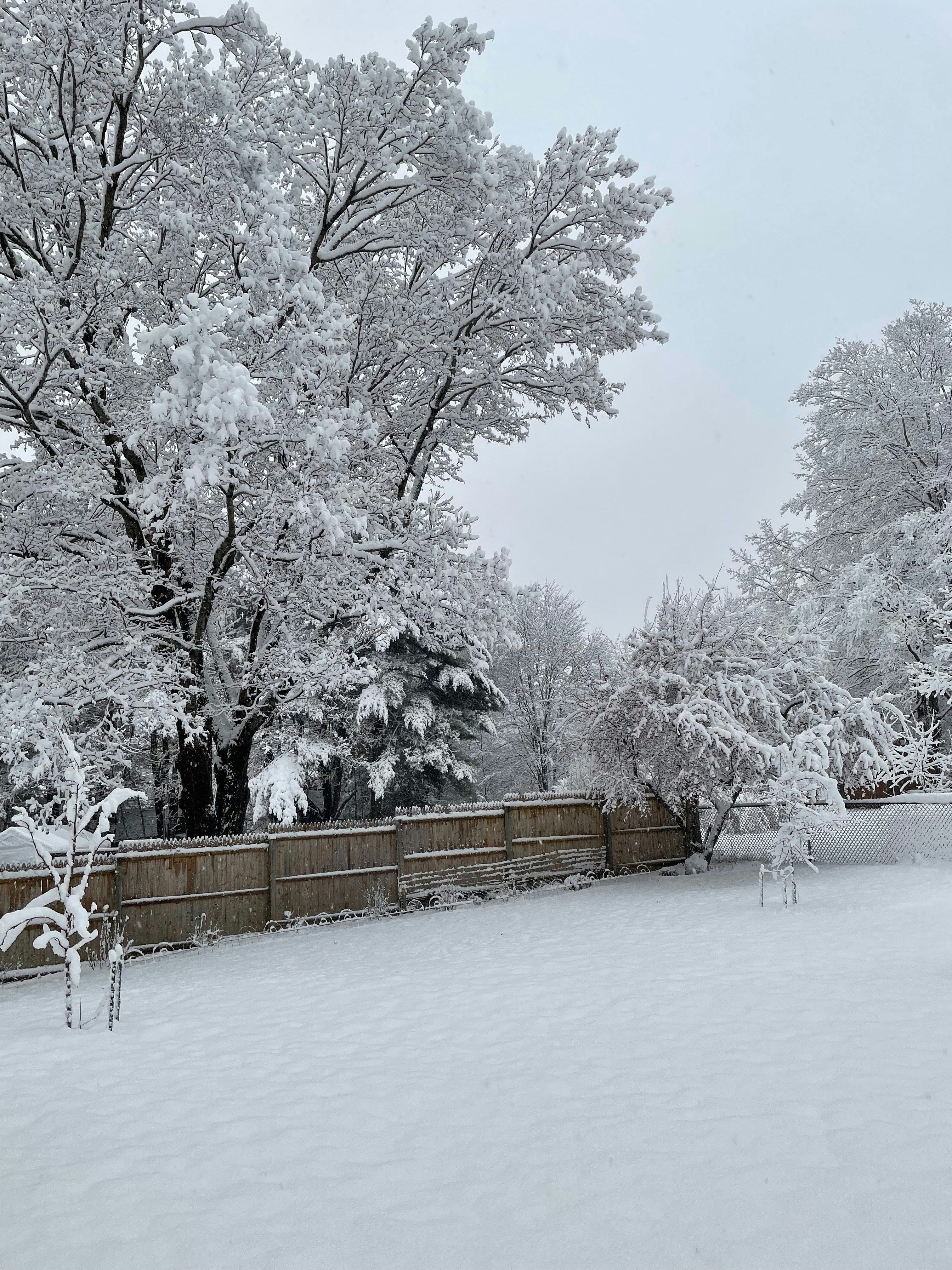 Picture of a wooden fence. In the foreground are two small trees covered with snow. In the background are many trees covered with snow. Snow covers all the ground as well.