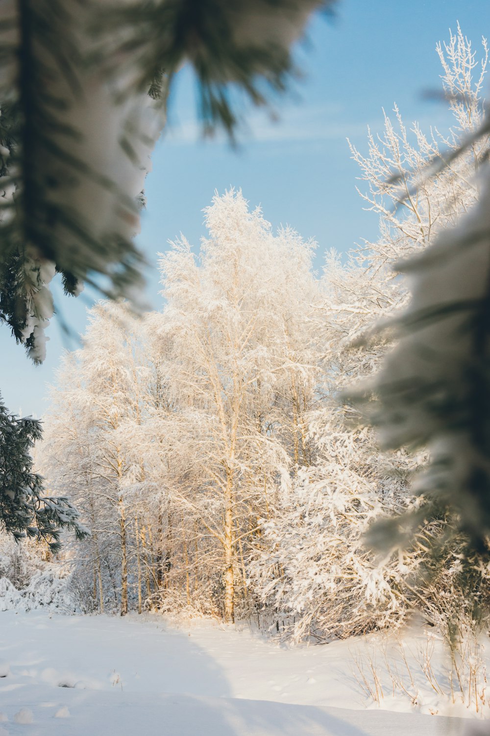 a snow covered forest with trees in the background