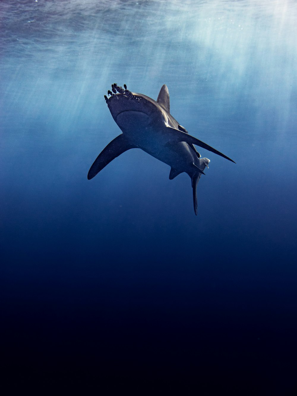 a large shark swimming in the ocean