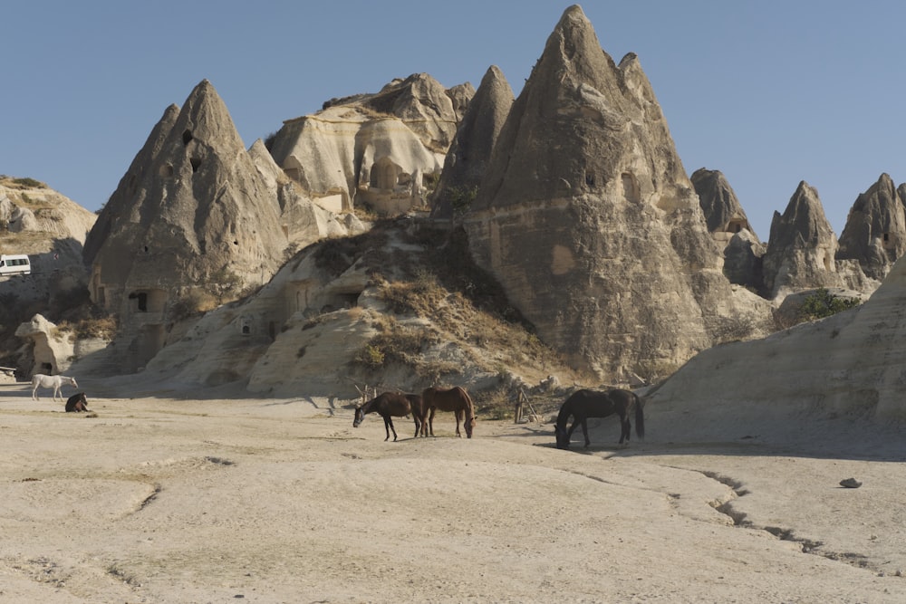 a group of horses standing on top of a dirt field