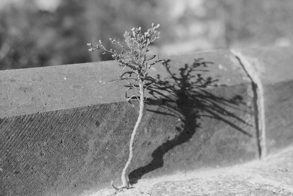 a black and white photo of a small plant