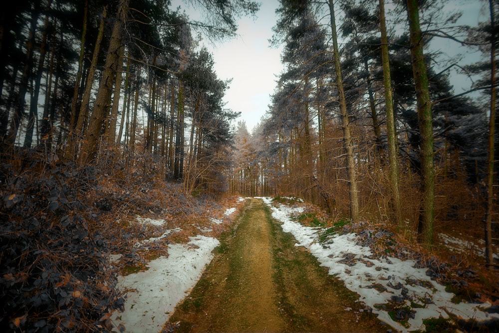 a path in the middle of a snowy forest