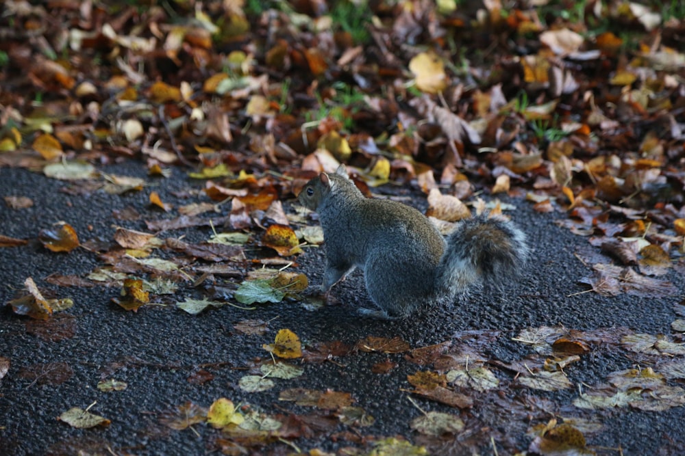 a squirrel sitting on the ground surrounded by leaves