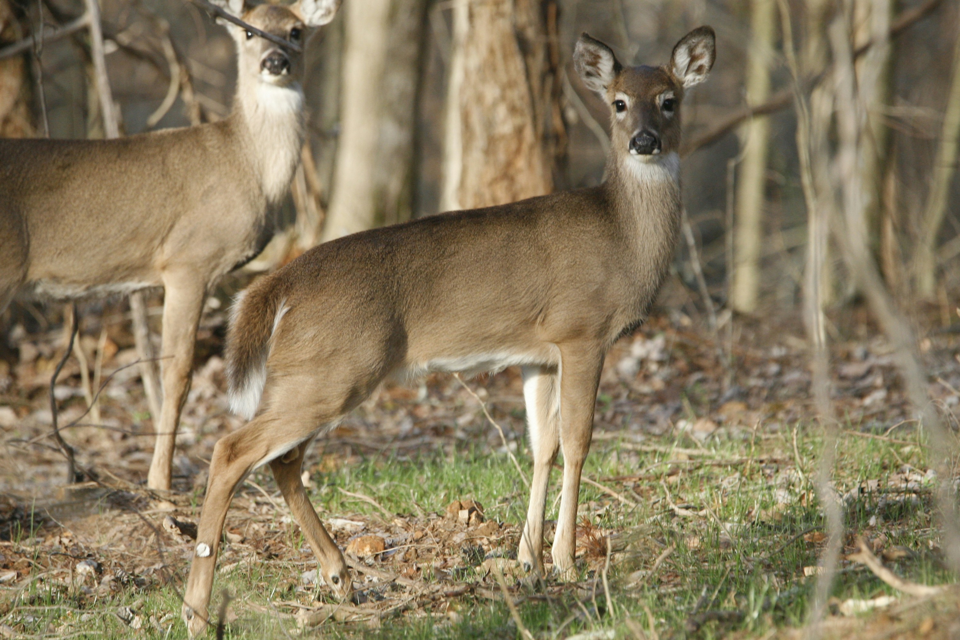 two white-tailed deer standing next to each other in a forest