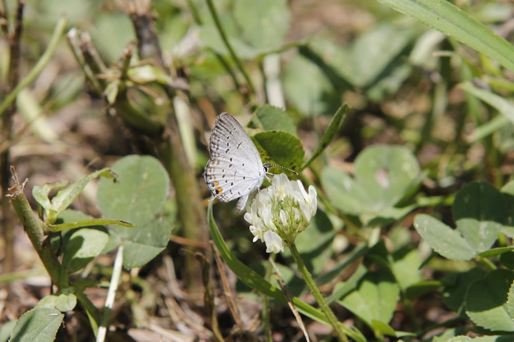 a small blue butterfly sitting on top of a white flower