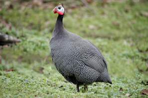 a large bird standing on a lush green field