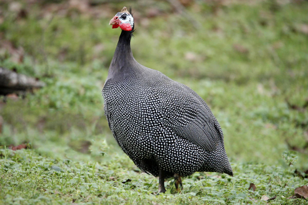 A guinea fowl foraging on grass