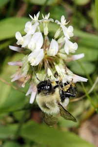 A bee is collecting pollen from a cluster of delicate white flowers in a natural setting. The bee's wings are slightly translucent and its body is covered in fuzzy hairs, with visible yellow pollen gathered on its legs.