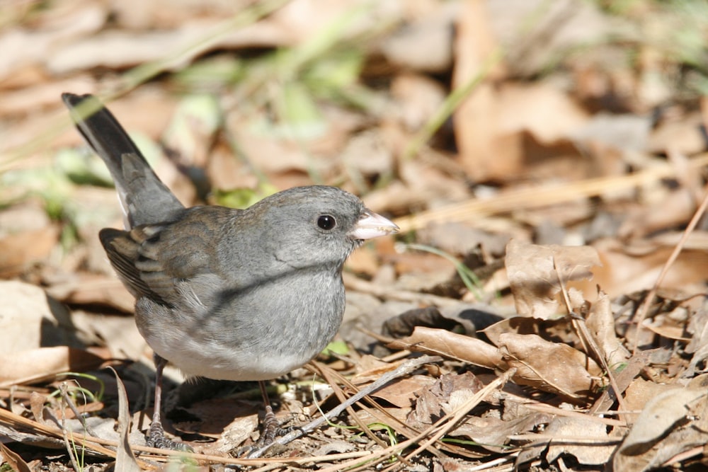 a small gray bird standing on the ground