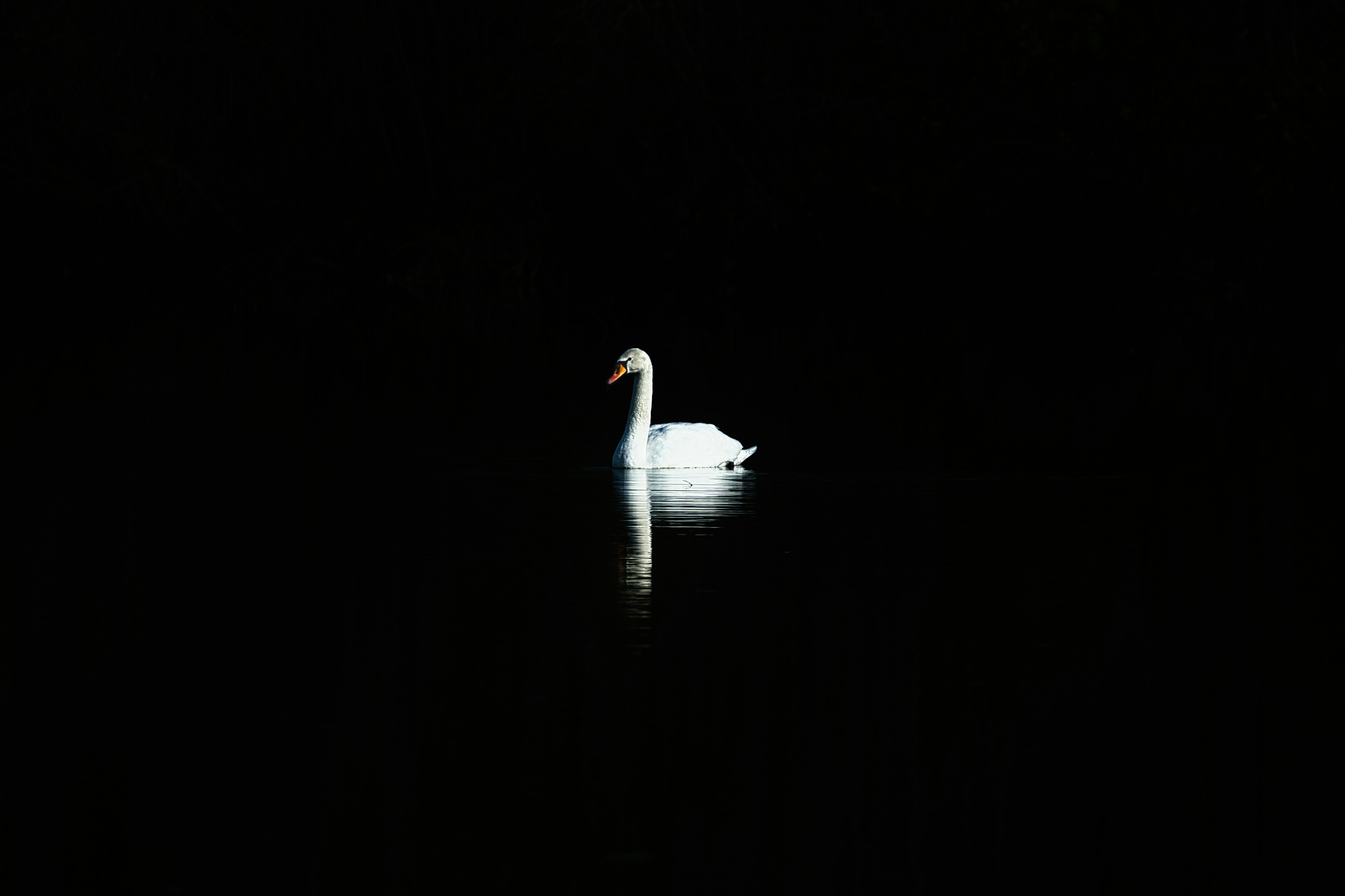 Photo by rathaa