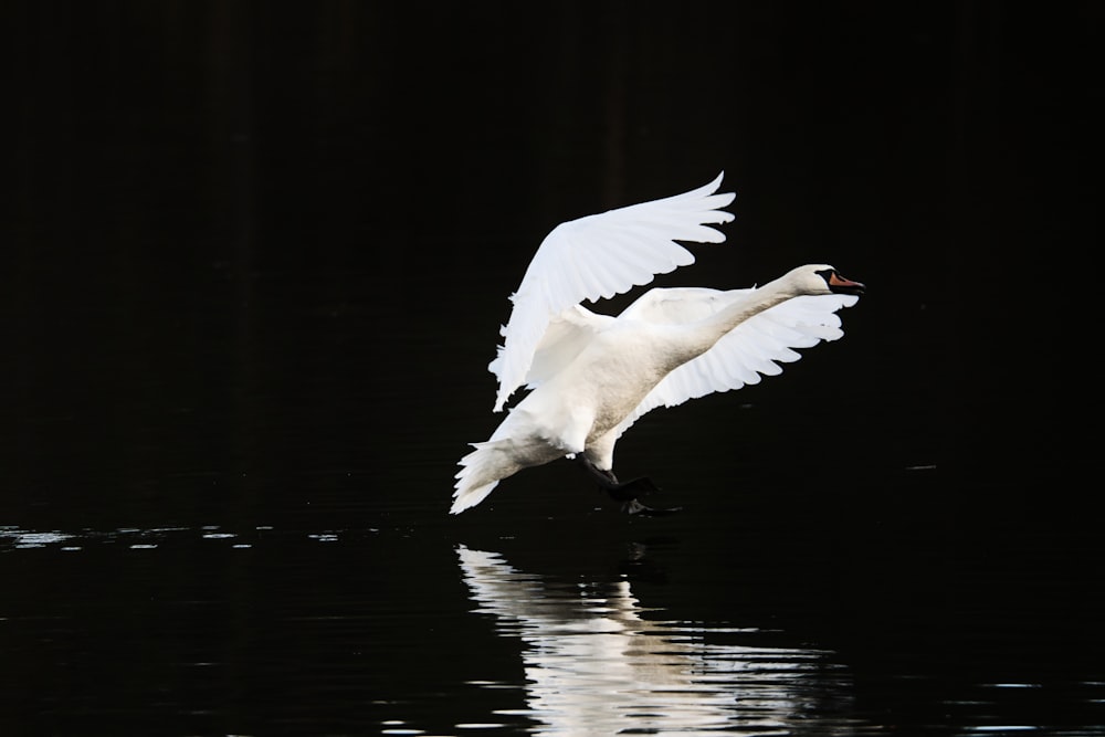 a white swan flying over a body of water