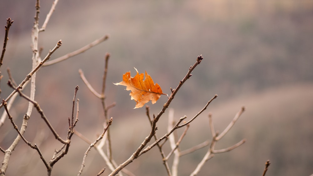 a single leaf is sitting on a tree branch