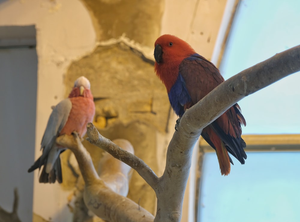 a couple of birds sitting on top of a tree branch