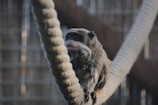 A small monkey with distinctive white facial hair resembling a mustache is perched on a thick, twisted rope. The background consists of a blurred grid pattern, likely a cage or enclosure.