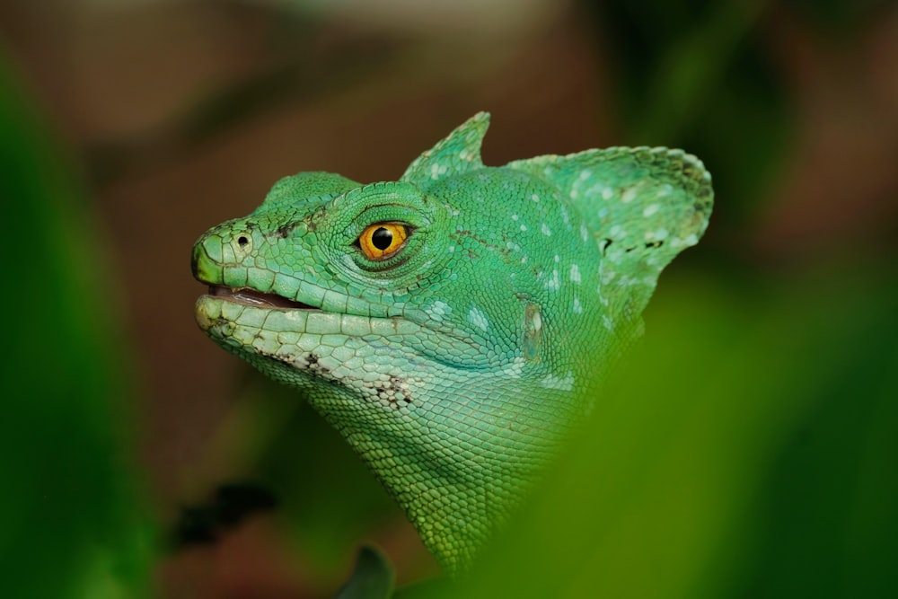 a close up of a green lizard on a branch