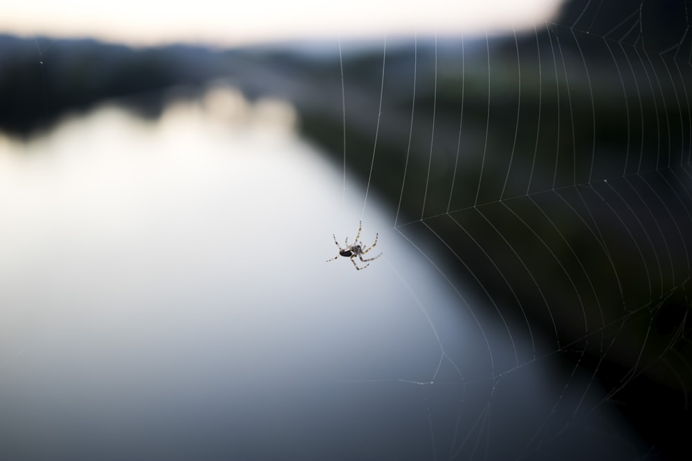 a spider sits on its web in front of a body of water