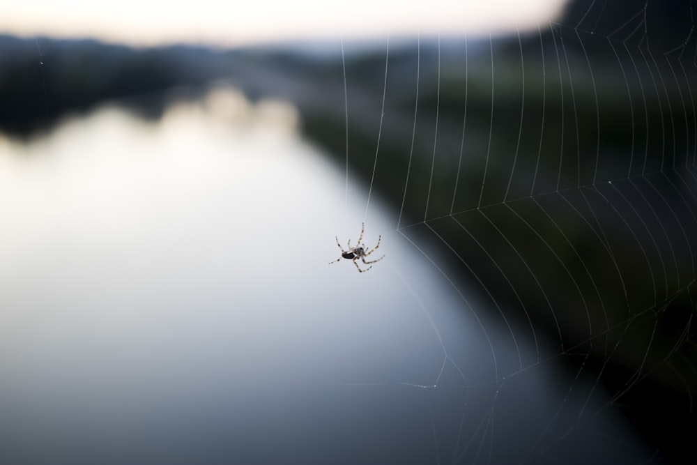 Eine Spinne sitzt auf ihrem Netz vor einem Gewässer