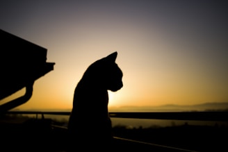A gentle silhouette of a cat resting peacefully under a blooming cherry tree at sunset.