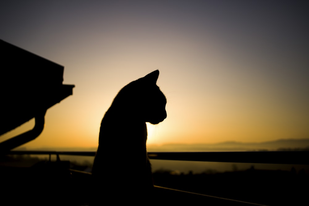a cat sitting on top of a bench in front of a sunset