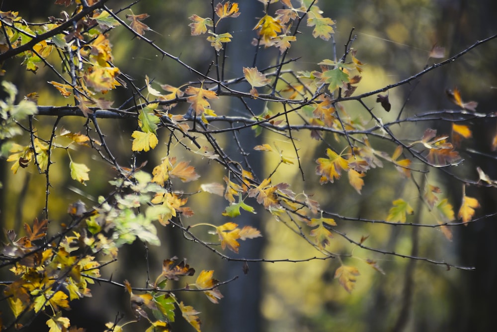 a tree branch with yellow and green leaves