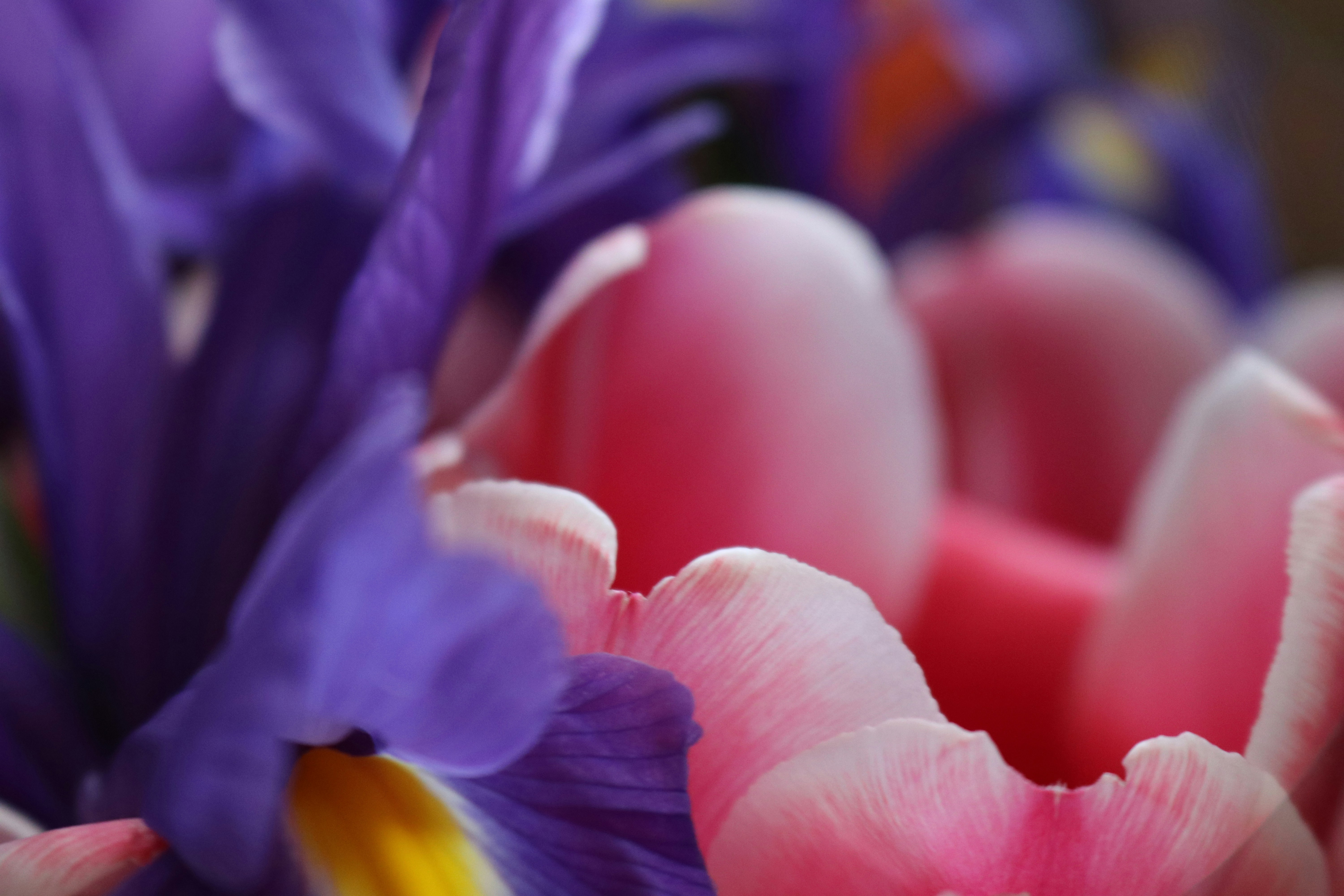 a close up of a bunch of flowers