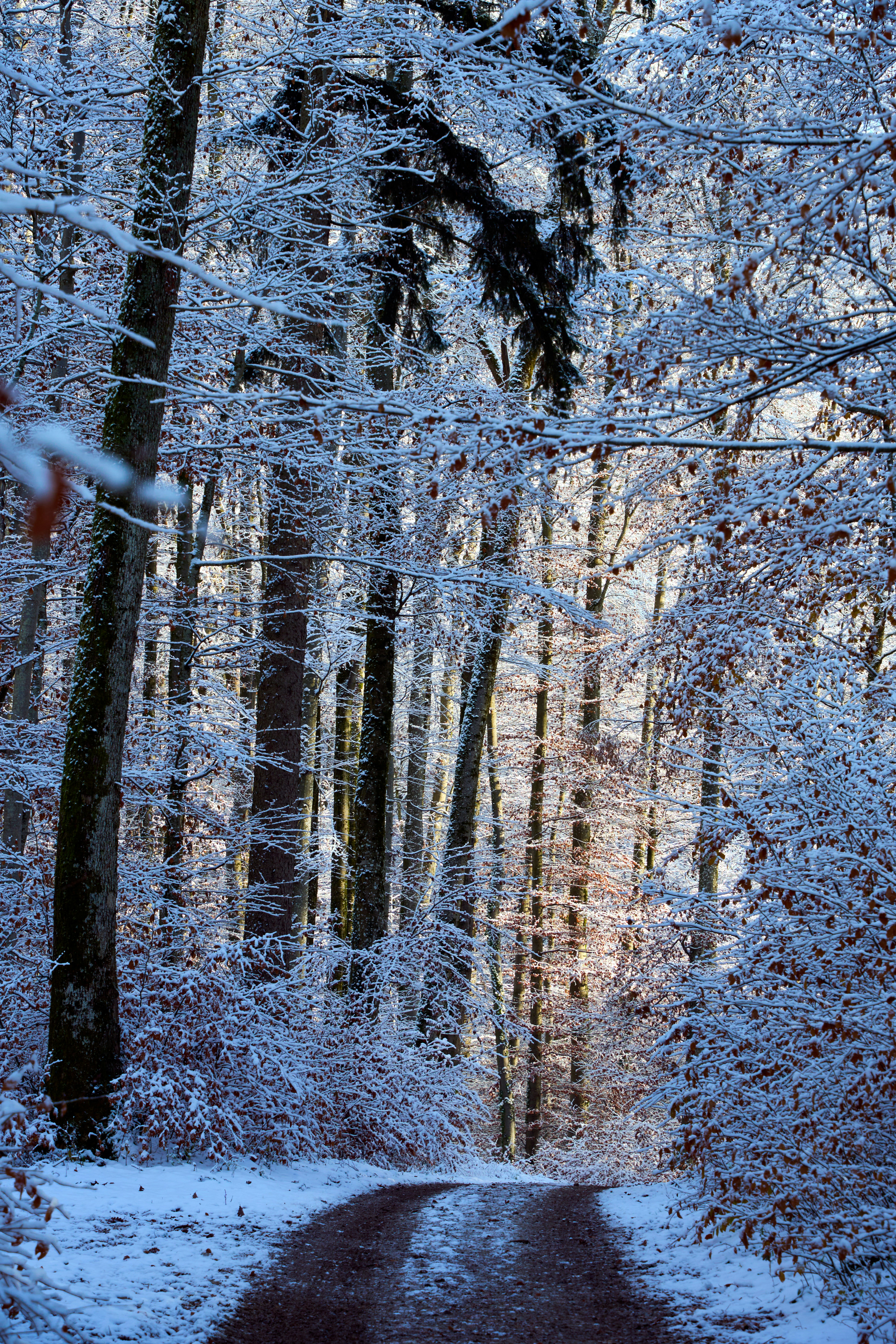 Photo by wolfgang_hasselmann