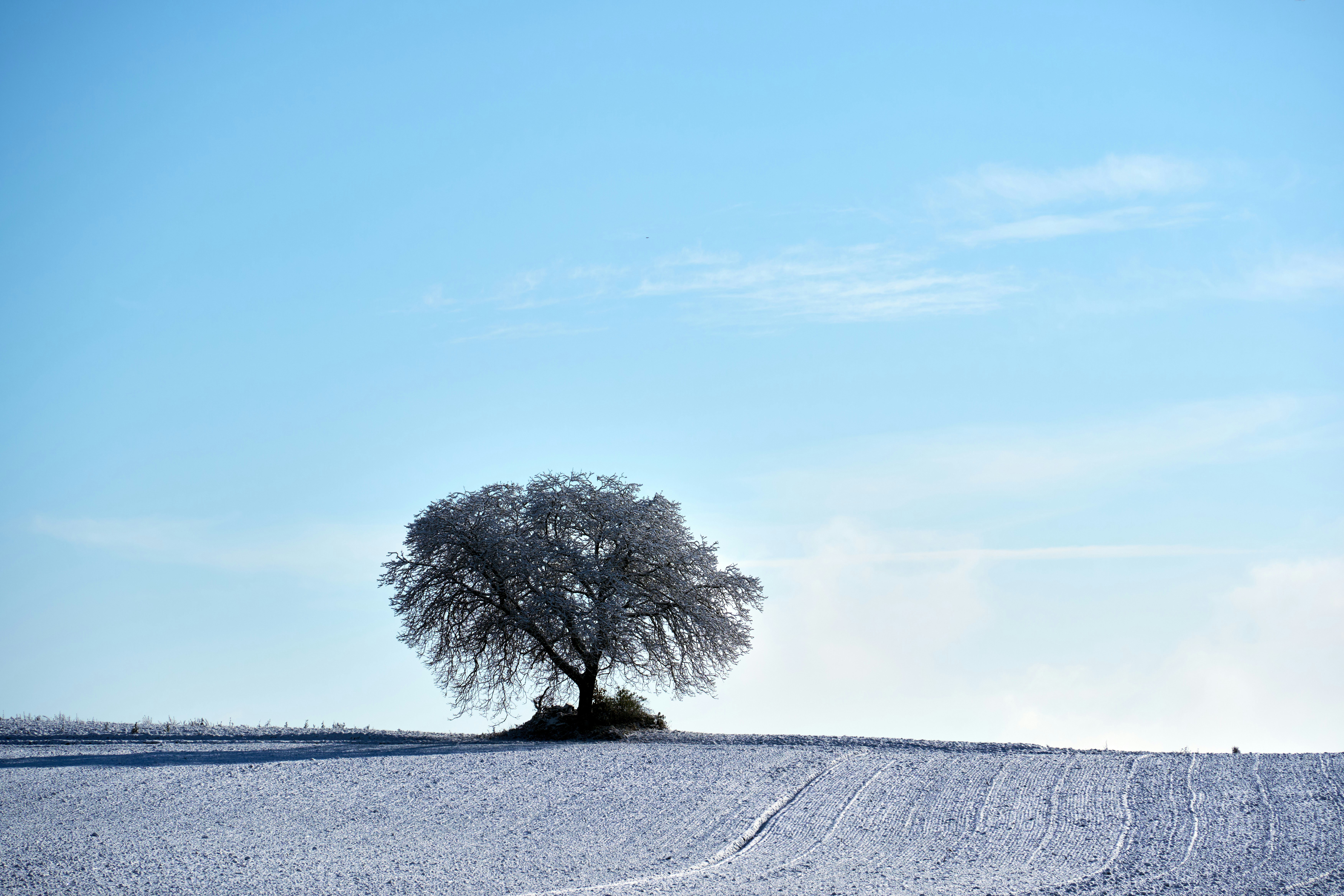 Photo by wolfgang_hasselmann