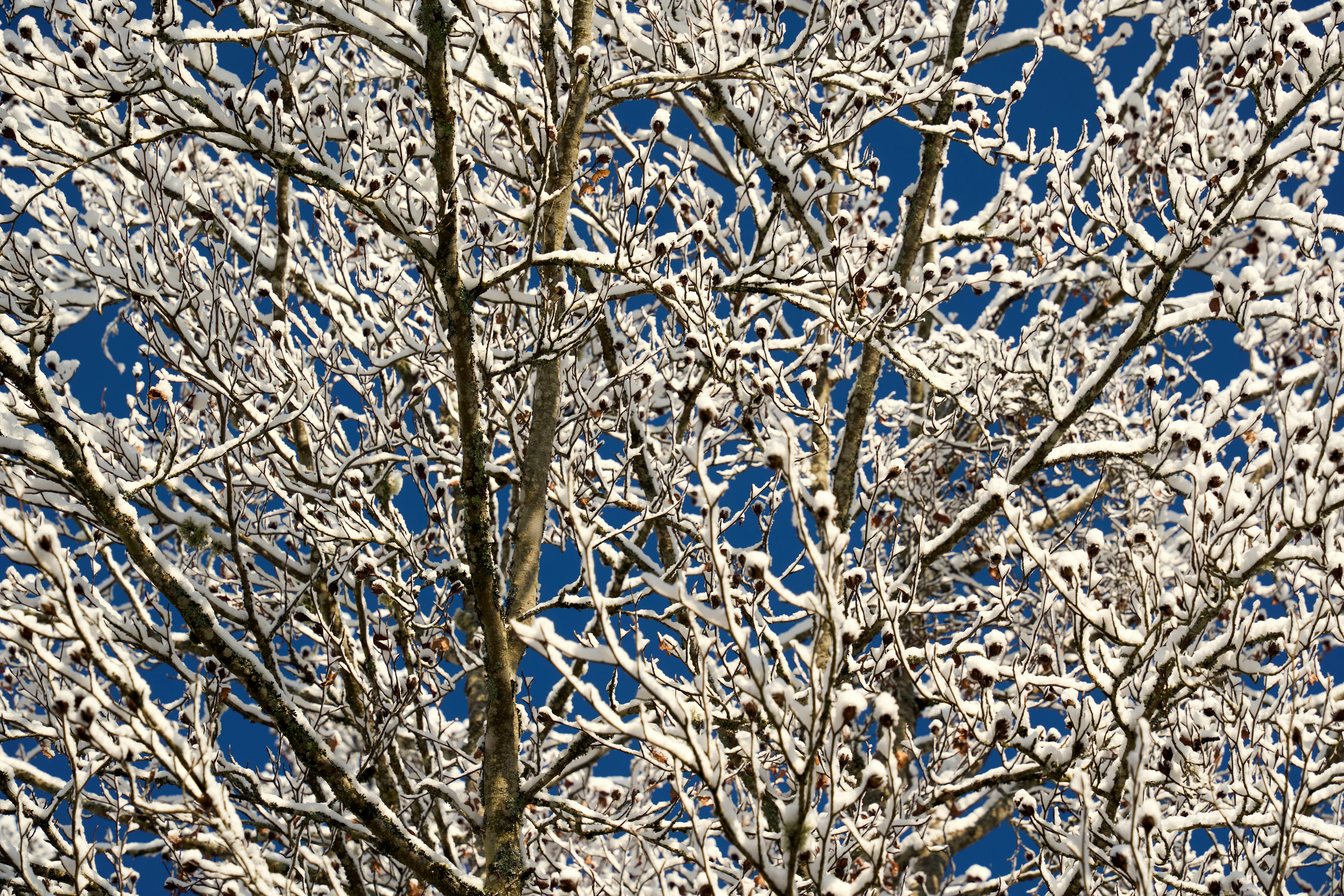 Photo by wolfgang_hasselmann