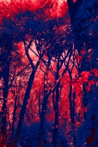 Dawn Forest Art