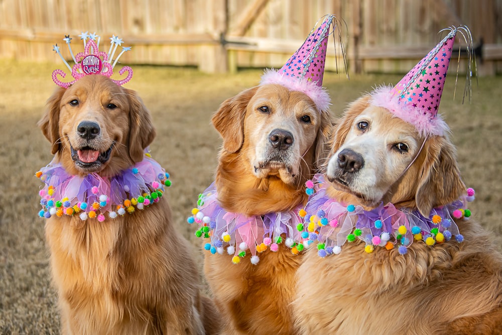 two golden retriever dogs wearing birthday hats