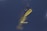 A close-up view of a fishing hook with a yellow, translucent artificial bait against a dark blue background. The bait has a curved tail and is slightly blurred, creating a sense of motion.