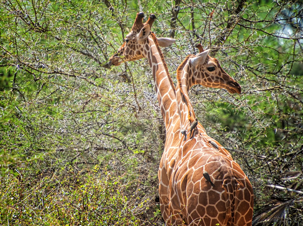 a couple of giraffe standing next to each other