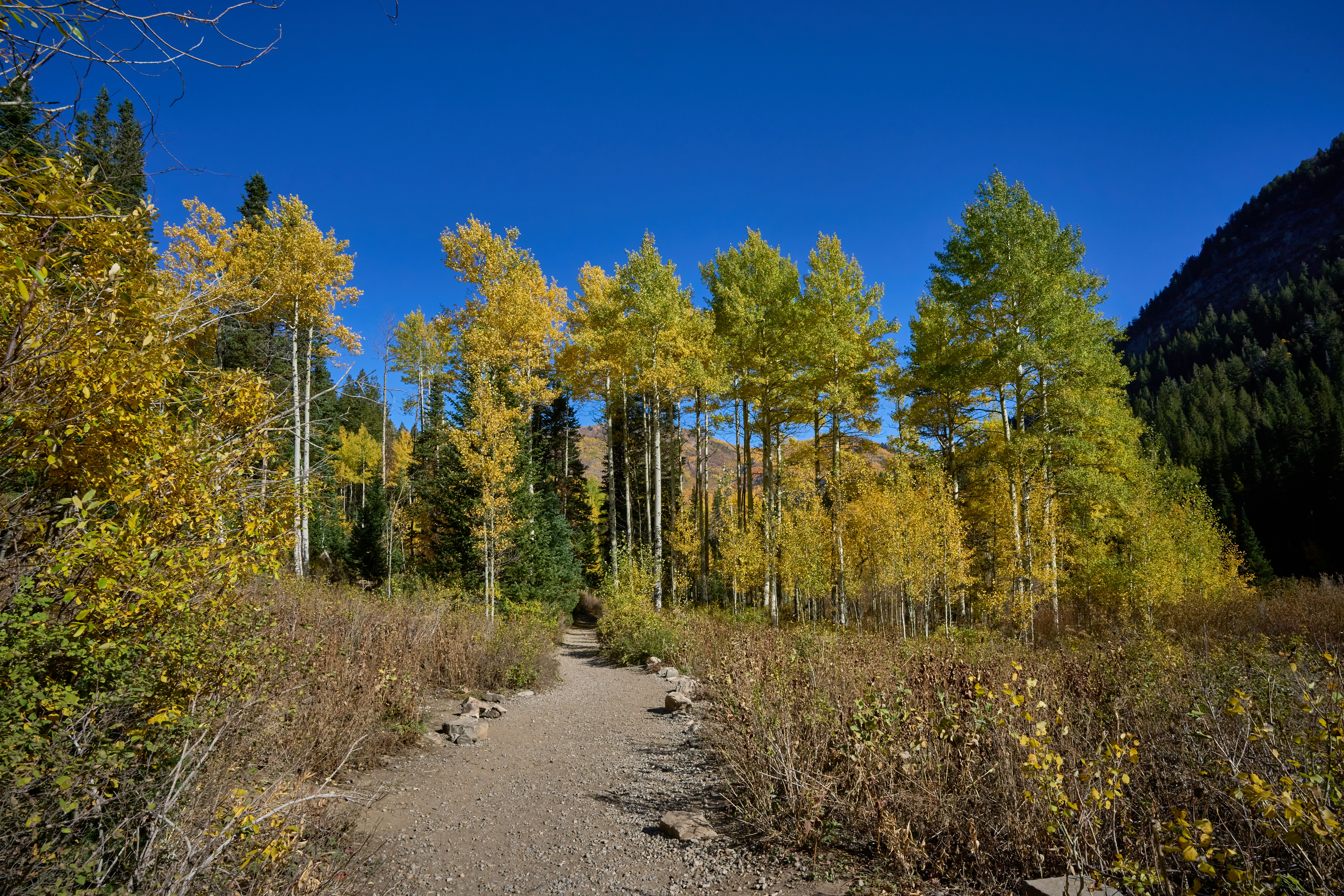 a dirt path surrounded by trees with yellow leaves