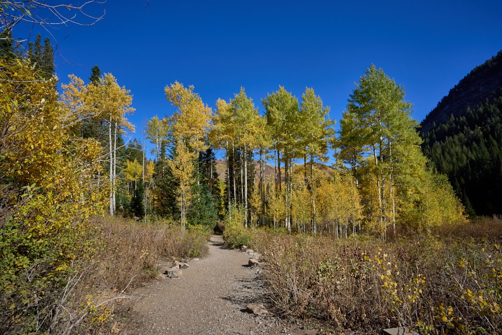 a dirt path surrounded by trees with yellow leaves