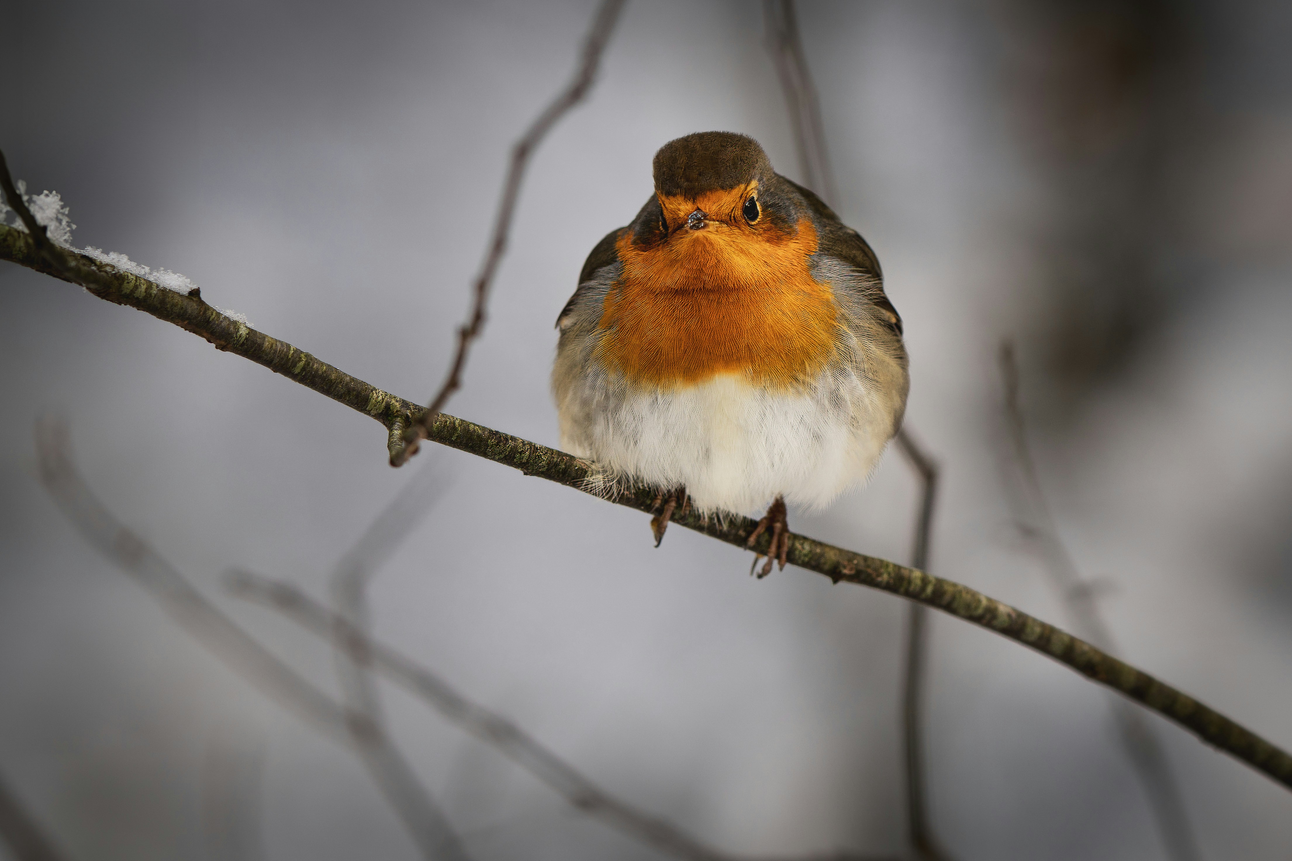 ein kleiner Vogel, der auf einem Ast sitzt