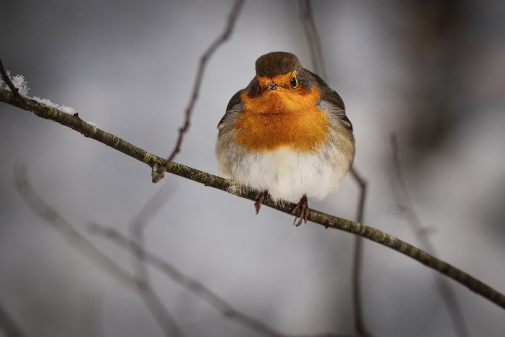 a small bird sitting on a tree branch